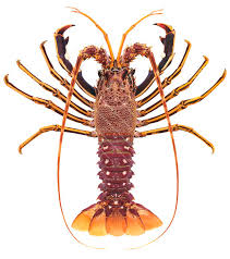 Image result for Palinurus elephas