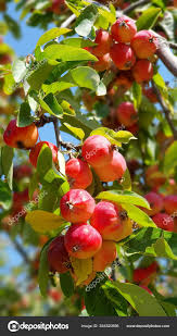 Attēlu rezultāti vaicājumam “Malus prunifolia fruit”