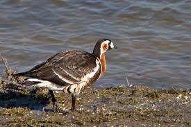 Attēlu rezultāti vaicājumam “Branta ruficollis adult”