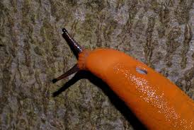 Attēlu rezultāti vaicājumam “Arion rufus”