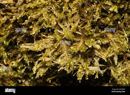 Attēlu rezultāti vaicājumam “Neckera complanata”