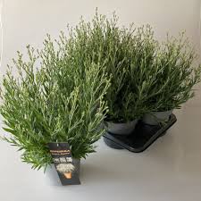 Attēlu rezultāti vaicājumam “Gypsophila paniculata leaf”