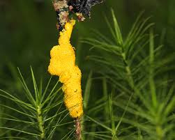 Attēlu rezultāti vaicājumam “Physarum virescens macro”