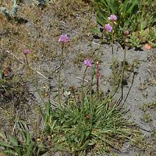 Attēlu rezultāti vaicājumam “Plumbaginaceae”