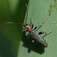 Attēlu rezultāti vaicājumam “Oedemera croceicollis”