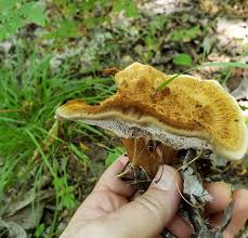 Attēlu rezultāti vaicājumam “Onnia triquetra”