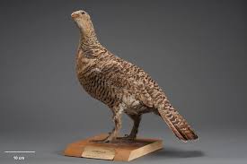 Attēlu rezultāti vaicājumam “Tetrao urogallus”