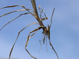 Attēlu rezultāti vaicājumam “Phleum phleoides fruit”