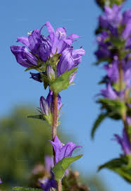 Image result for Campanula moesiaca