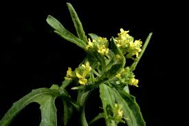 Attēlu rezultāti vaicājumam “Sisymbrium volgense”