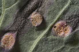 Attēlu rezultāti vaicājumam “Puccinia poarum”