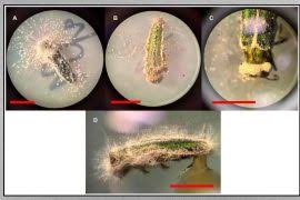 Attēlu rezultāti vaicājumam “Calliergon megalophyllum”