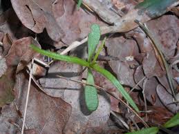 Attēlu rezultāti vaicājumam “Melampyrum pratense leaf”