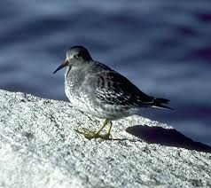 Attēlu rezultāti vaicājumam “Calidris maritima adult”