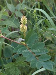 Attēlu rezultāti vaicājumam “Astragalus glycyphyllos flower”