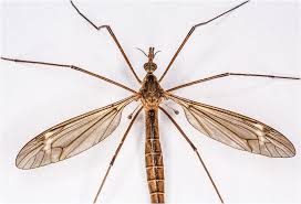 Attēlu rezultāti vaicājumam “Tipulidae”