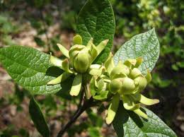 Attēlu rezultāti vaicājumam “Calycanthus floridus”