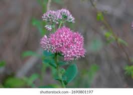 Attēlu rezultāti vaicājumam “Hylotelephium telephium flower”