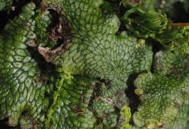 Attēlu rezultāti vaicājumam “Conocephalum”