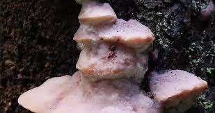 Attēlu rezultāti vaicājumam “Leptoporus mollis”