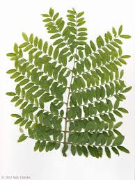 Attēlu rezultāti vaicājumam “Gleditsia triacanthos leaf”