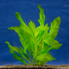 Attēlu rezultāti vaicājumam “Potamogeton lucens”