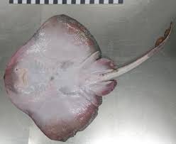 Image result for Raja radula