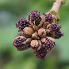 Attēlu rezultāti vaicājumam “Fraxinus excelsior flower”