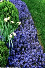 Attēlu rezultāti vaicājumam “Ajuga reptans flower”