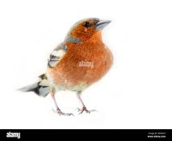 Attēlu rezultāti vaicājumam “Fringilla coelebs”