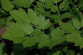 Image result for Christophskraut