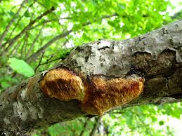 Attēlu rezultāti vaicājumam “Dichomitus campestris”