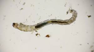 Attēlu rezultāti vaicājumam “Chironomidae larvae”