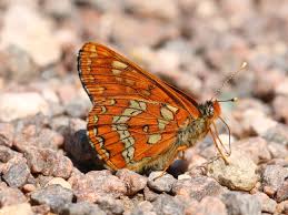 Attēlu rezultāti vaicājumam “Euphydryas maturna upperside”