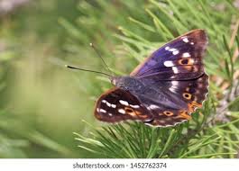 Attēlu rezultāti vaicājumam “Apatura iris male”