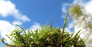 Attēlu rezultāti vaicājumam “Pohlia sphagnicola”