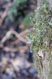 Attēlu rezultāti vaicājumam “Neckera pennata”