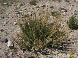 Image result for Chenopodium ambrosioides