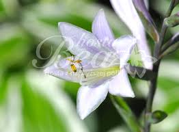 Image result for Hosta fortunei albomarginata