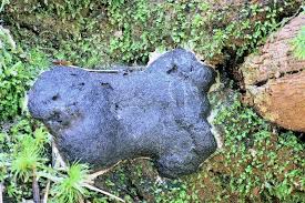 Attēlu rezultāti vaicājumam “Dictydiaethalium plumbeum young”