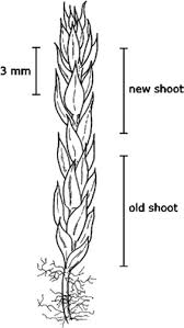 Attēlu rezultāti vaicājumam “Pohlia wahlenbergii”