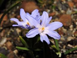 Attēlu rezultāti vaicājumam “Scilla luciliae”