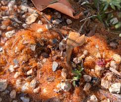 Attēlu rezultāti vaicājumam “Diderma hemisphaericum young”