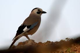 Attēlu rezultāti vaicājumam “Garrulus glandarius”