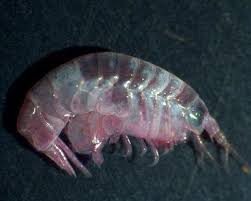 Attēlu rezultāti vaicājumam “Amphipoda”