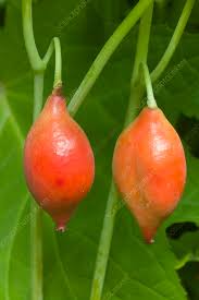 Attēlu rezultāti vaicājumam “Podophyllum hexandrum fruit”