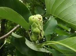 Attēlu rezultāti vaicājumam “Magnolia acuminata fruit”