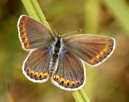 Attēlu rezultāti vaicājumam “Plebejus argyrognomon”