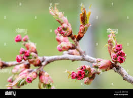 Attēlu rezultāti vaicājumam “Crataegus laevigata bud”