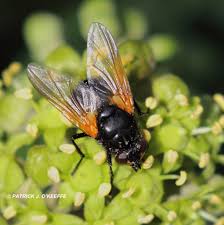 Attēlu rezultāti vaicājumam “Mesembrina meridiana”